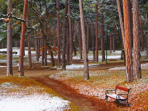 Snow in the Park